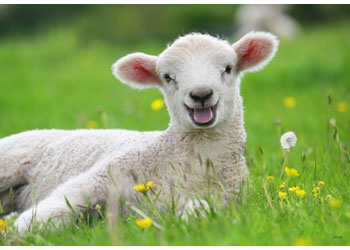 Ravensburger - Farm Animals Babies 2x12p - Modern Brands Australia