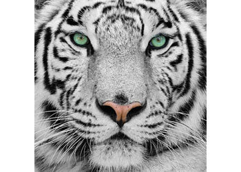 CrystalArt - White Tiger 30x30cm Kit - Modern Brands Australia