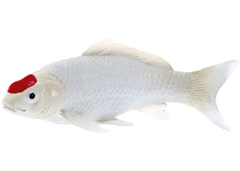 Mojo - Koi Carp - Tancho Koi (red dot) 2025 - Modern Brands Australia