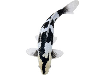 Mojo - Koi Carp - Shiro Utsuri Koi 2025 - Modern Brands Australia