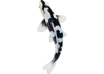 Mojo - Koi Carp - Shiro Utsuri Koi 2025 - Modern Brands Australia