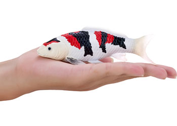 Mojo - Koi Carp - Showa Sanshoku Koi 2025 - Modern Brands Australia