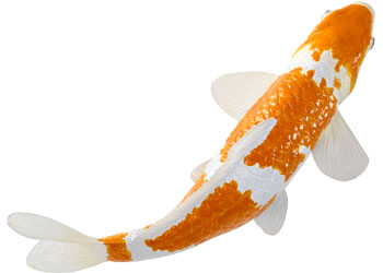 Mojo - Koi Carp - Ochiba Shigure Koi 2025 - Modern Brands Australia