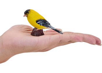 Mojo - American Goldlfinch 2025 - Modern Brands Australia