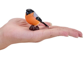 Mojo - Bullfinch 2025 - Modern Brands Australia