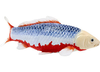 Mojo - Koi Carp - Asagi Koi (blue red) 2025 - Modern Brands Australia