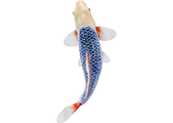 Mojo - Koi Carp - Asagi Koi (blue red) 2025 - Modern Brands Australia