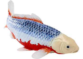 Mojo - Koi Carp - Asagi Koi (blue red) 2025 - Modern Brands Australia