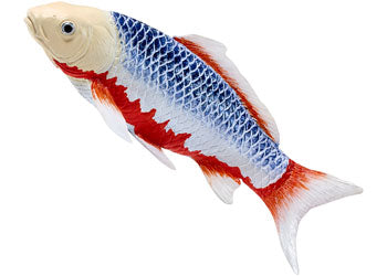 Mojo - Koi Carp - Asagi Koi (blue red) 2025 - Modern Brands Australia