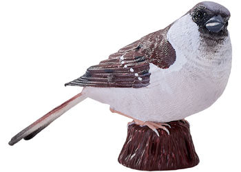 Mojo - House Sparrow 2025 - Modern Brands Australia