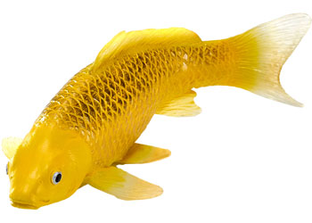 Mojo - Koi Carp - Kin Matsuba Koi (Gold) 2025 - Modern Brands Australia