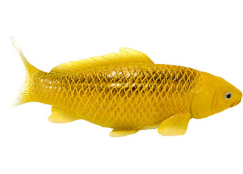 Mojo - Koi Carp - Kin Matsuba Koi (Gold) 2025 - Modern Brands Australia