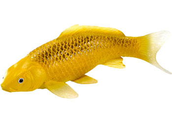 Mojo - Koi Carp - Kin Matsuba Koi (Gold) 2025 - Modern Brands Australia