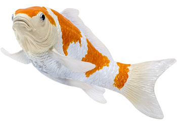 Mojo - Koi Carp - Ochiba Shigure Koi 2025 - Modern Brands Australia