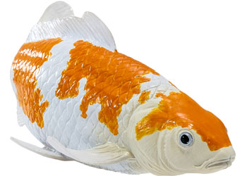 Mojo - Koi Carp - Ochiba Shigure Koi 2025 - Modern Brands Australia