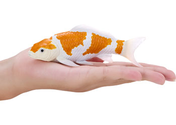 Mojo - Koi Carp - Ochiba Shigure Koi 2025 - Modern Brands Australia