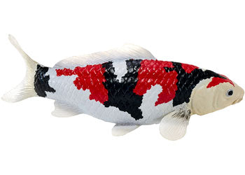 Mojo - Koi Carp - Showa Sanshoku Koi 2025 - Modern Brands Australia