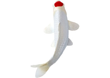 Mojo - Koi Carp - Tancho Koi (red dot) 2025 - Modern Brands Australia