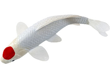 Mojo - Koi Carp - Tancho Koi (red dot) 2025 - Modern Brands Australia