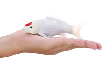 Mojo - Koi Carp - Tancho Koi (red dot) 2025 - Modern Brands Australia