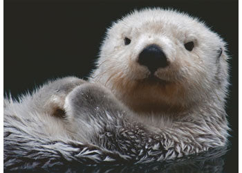 Rburg - Adorable Little Otter Puzzle 500p - Modern Brands Australia