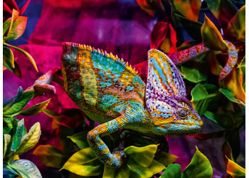 Rburg - Chameleon 500p - Modern Brands Australia
