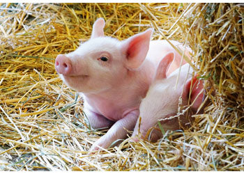 Ravensburger - Farm Animals Babies 2x12p - Modern Brands Australia