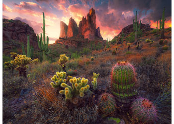 Rburg - WT Cactus 500p - Modern Brands Australia