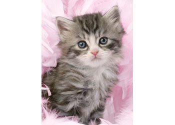 Rburg - Kitten Sweetness Puzzle 500p - Modern Brands Australia