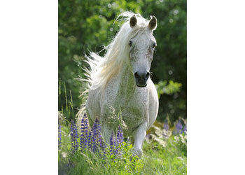 Rburg - Horse in Flowers Puzzle 100p - Modern Brands Australia