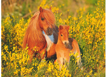 Rburg - Shetland Ponies 100pc - Modern Brands Australia