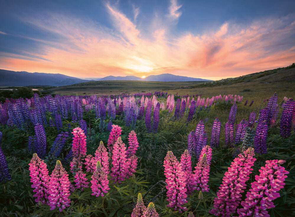 Rburg - Lupines 500p - Modern Brands Australia