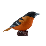 Mojo - Northern Oriole Gift Boxed
