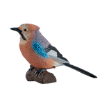 Mojo - European Jay Gift Boxed