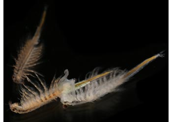 Aqua Dragons - Deep Sea Habitat with LED Lights - Modern Brands Australia