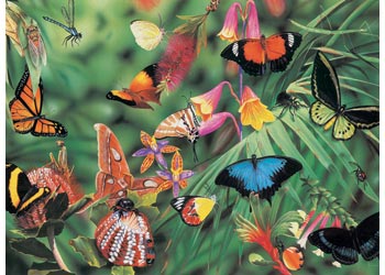BOpal - Wild Aust Butterflies & Beetles 100pc - Modern Brands Australia