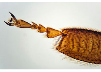 Brainstorm - Outdoor Adventure Microscope - Modern Brands Australia