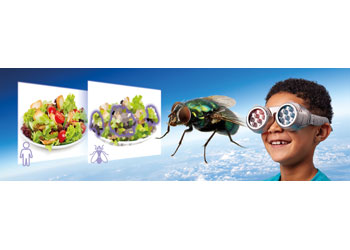 Brainstorm - See The World Through Others Eyes - Modern Brands Australia