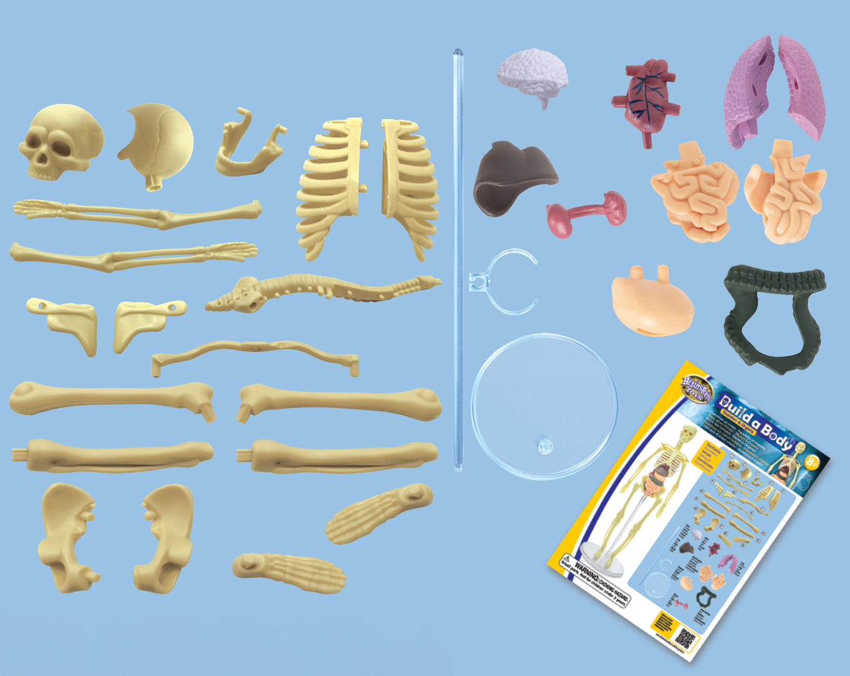 Brainstorm Toys - Build a Body