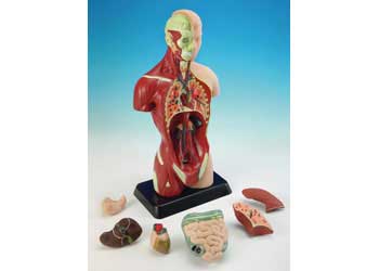 Human Anatomy Model - 27cm - 8 Pieces - Modern Brands Australia