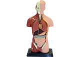Human Anatomy Model - 27cm - 8 Pieces - Modern Brands Australia