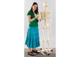 Skeleton on Stand - 160 cm - Modern Brands Australia