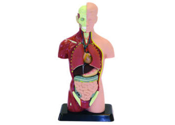 Human Anatomy Model - 27cm - 8 Pieces - Modern Brands Australia