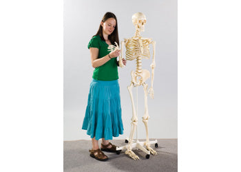 Skeleton on Stand - 160 cm - Modern Brands Australia