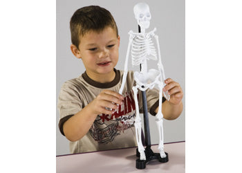 Mini Skeleton - 46cm - Modern Brands Australia
