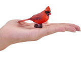 Mojo - Red Cardinal 2025 - Modern Brands Australia