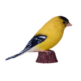 Mojo - American Goldlfinch Gift Boxed