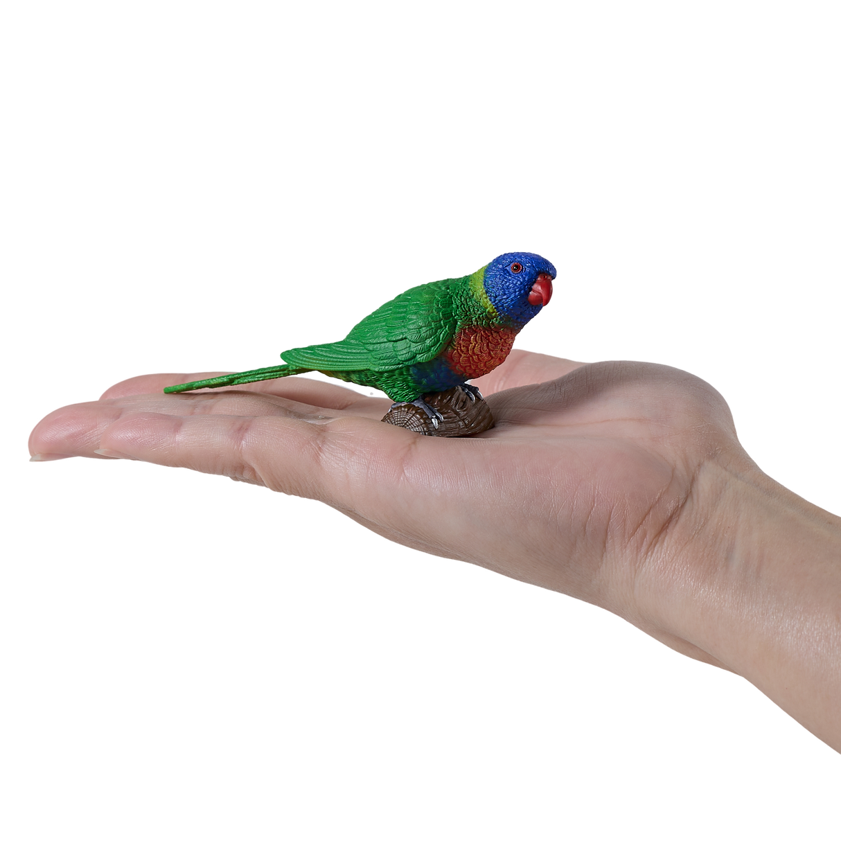 Mojo - Rainbow Lorikeet