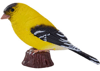 Mojo - American Goldlfinch 2025 - Modern Brands Australia