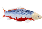 Mojo - Koi Carp - Asagi Koi (blue red) 2025 - Modern Brands Australia